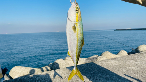 ハマチの釣果