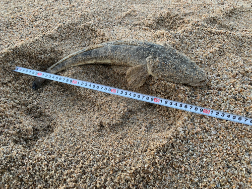 マゴチの釣果