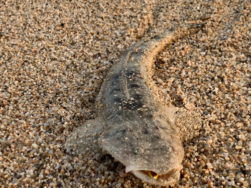 マゴチの釣果