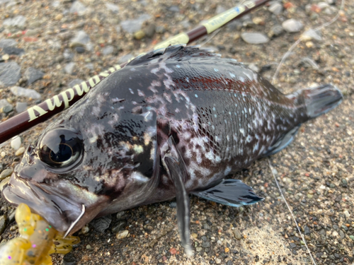 マゾイの釣果