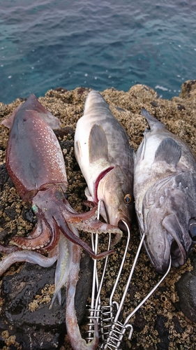 ホッケの釣果