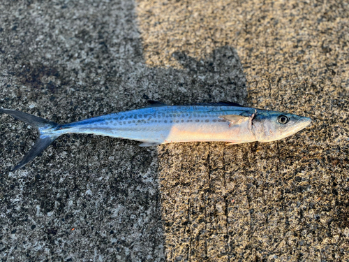 サゴシの釣果