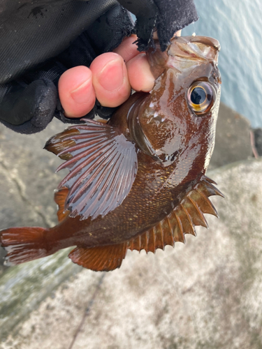 エゾメバルの釣果