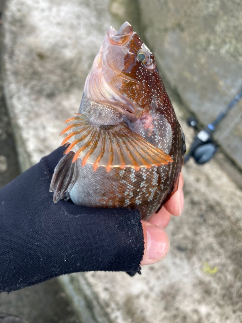 アイナメ