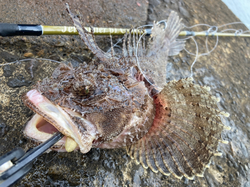 ケムシカジカの釣果