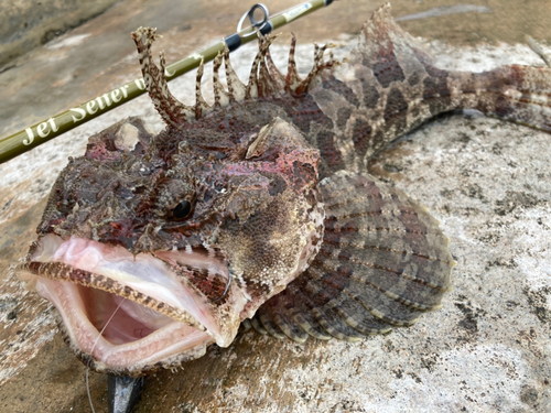 ケムシカジカの釣果