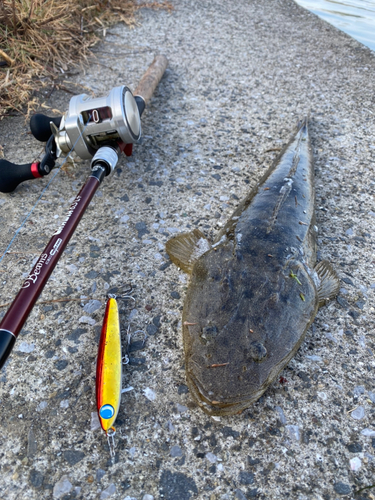 マゴチの釣果