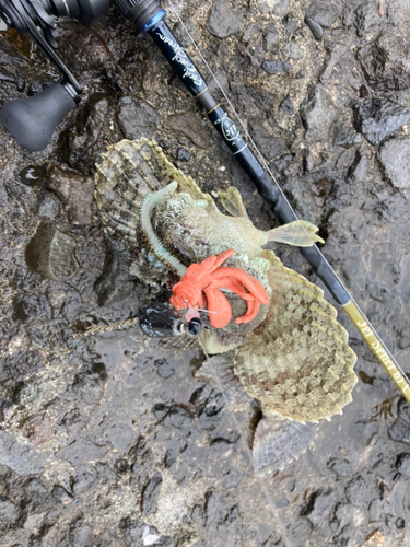 ケムシカジカの釣果