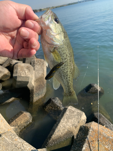 ラージマウスバスの釣果