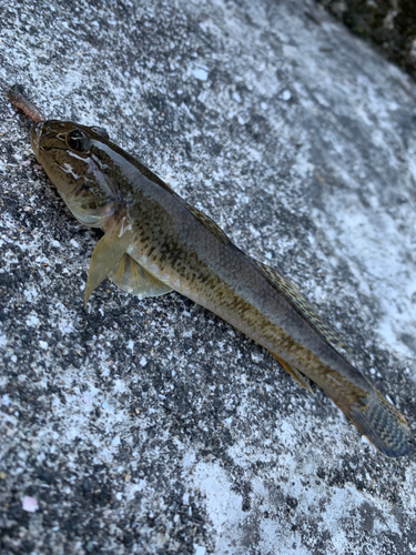 ハゼの釣果