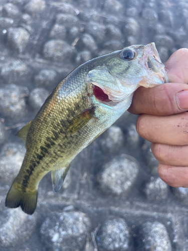 ラージマウスバスの釣果