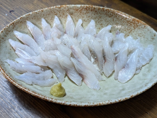 マゴチの釣果