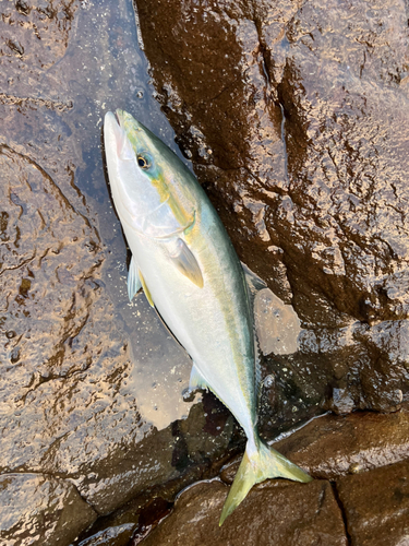 ヤズの釣果