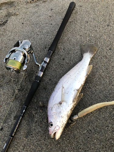 ニベの釣果