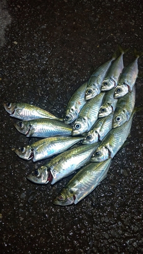 アジの釣果