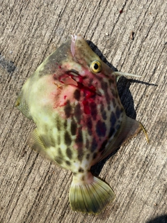 カワハギの釣果