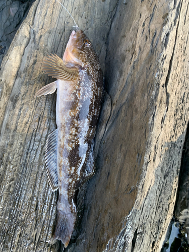 アイナメの釣果