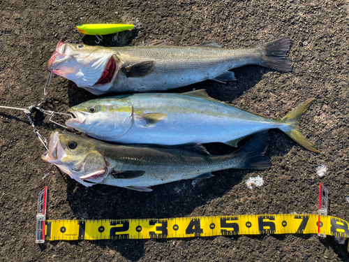 ワラサの釣果