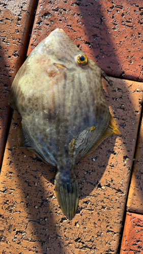 カワハギの釣果