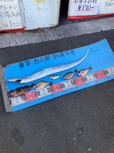 タチウオの釣果