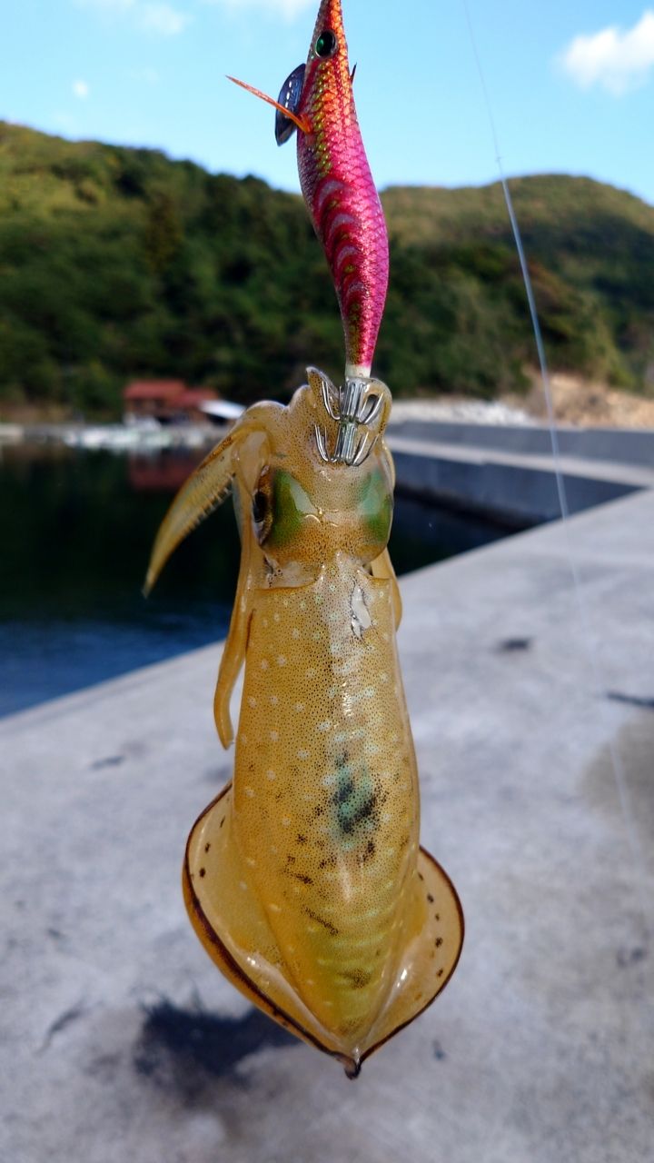 アオリイカ