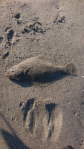 ソゲの釣果