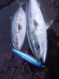 メジロの釣果