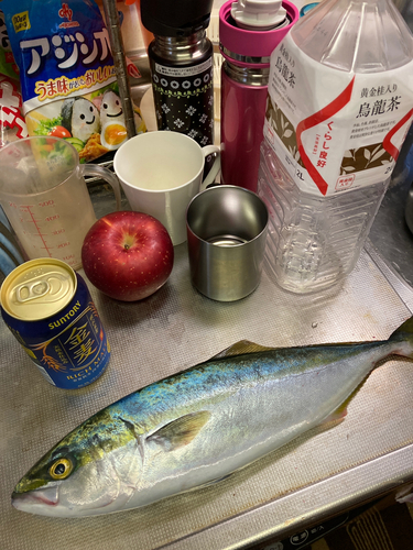 ハマチの釣果