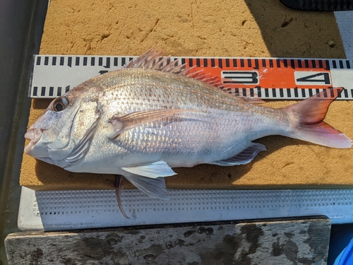 マダイの釣果