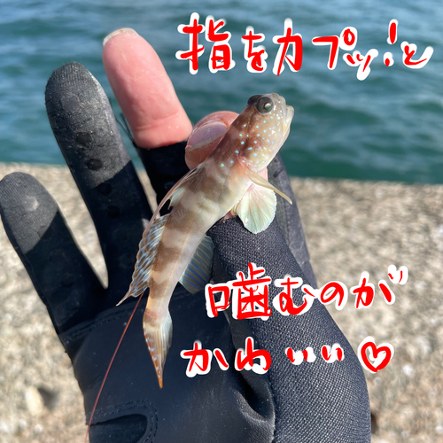 イトヒキハゼの釣果