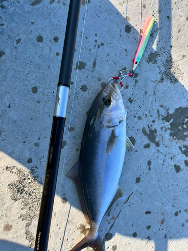 カンパチの釣果