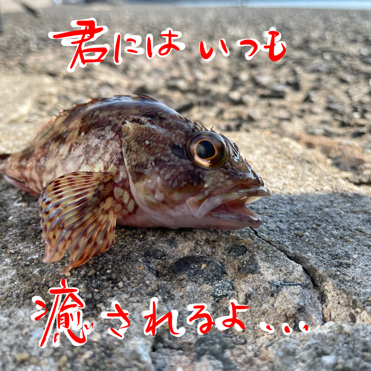 カサゴ