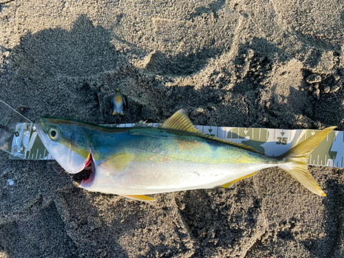 イナダの釣果