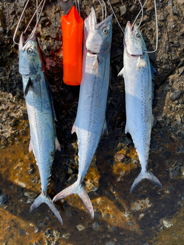 サワラの釣果