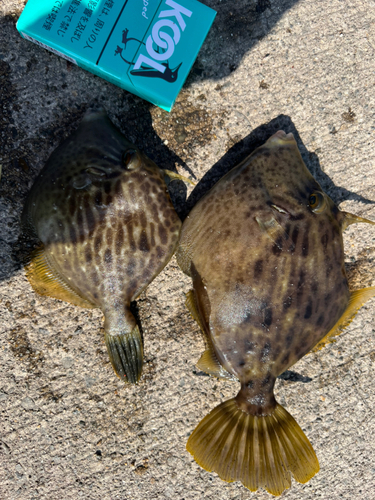 カワハギの釣果