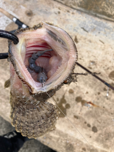 ケムシカジカの釣果