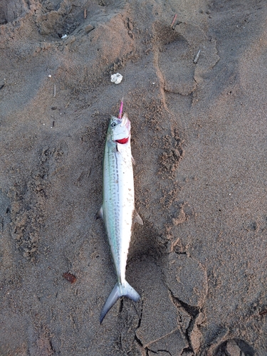 サゴシの釣果