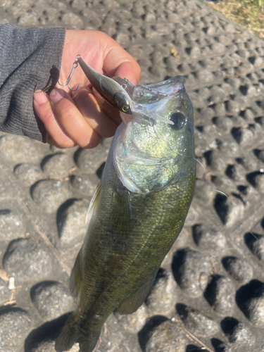 ラージマウスバスの釣果