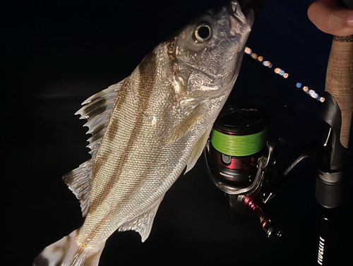 コトヒキの釣果