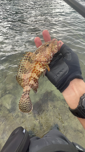 イシミーバイの釣果