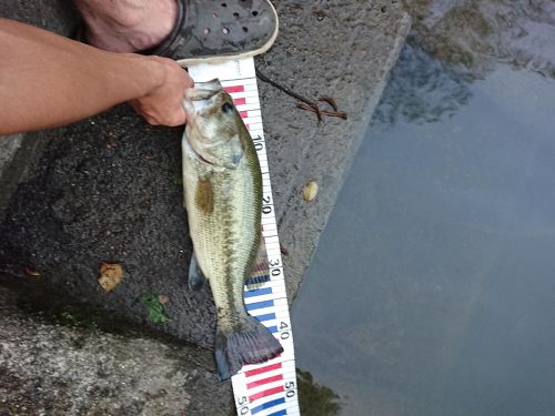 ブラックバスの釣果