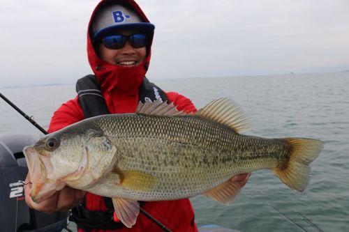 ブラックバスの釣果