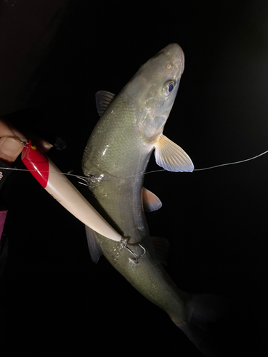 ウグイの釣果