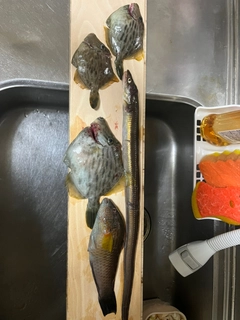 カワハギの釣果