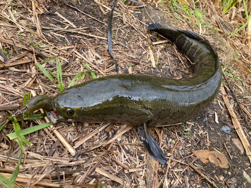 ライギョの釣果