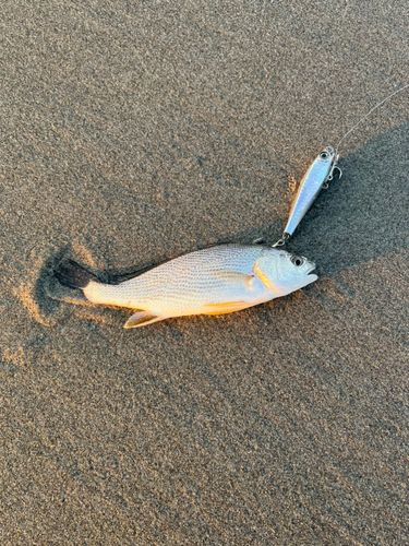 イシモチの釣果