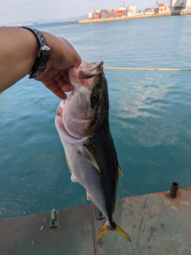 ヒラマサの釣果