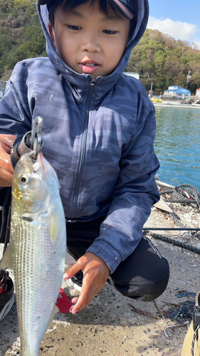 コノシロの釣果