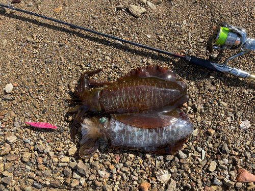 アオリイカの釣果