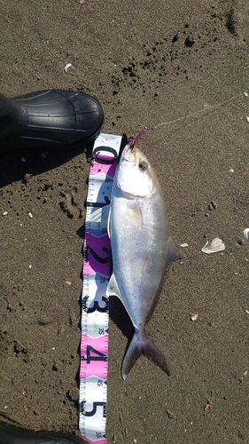 ショゴの釣果